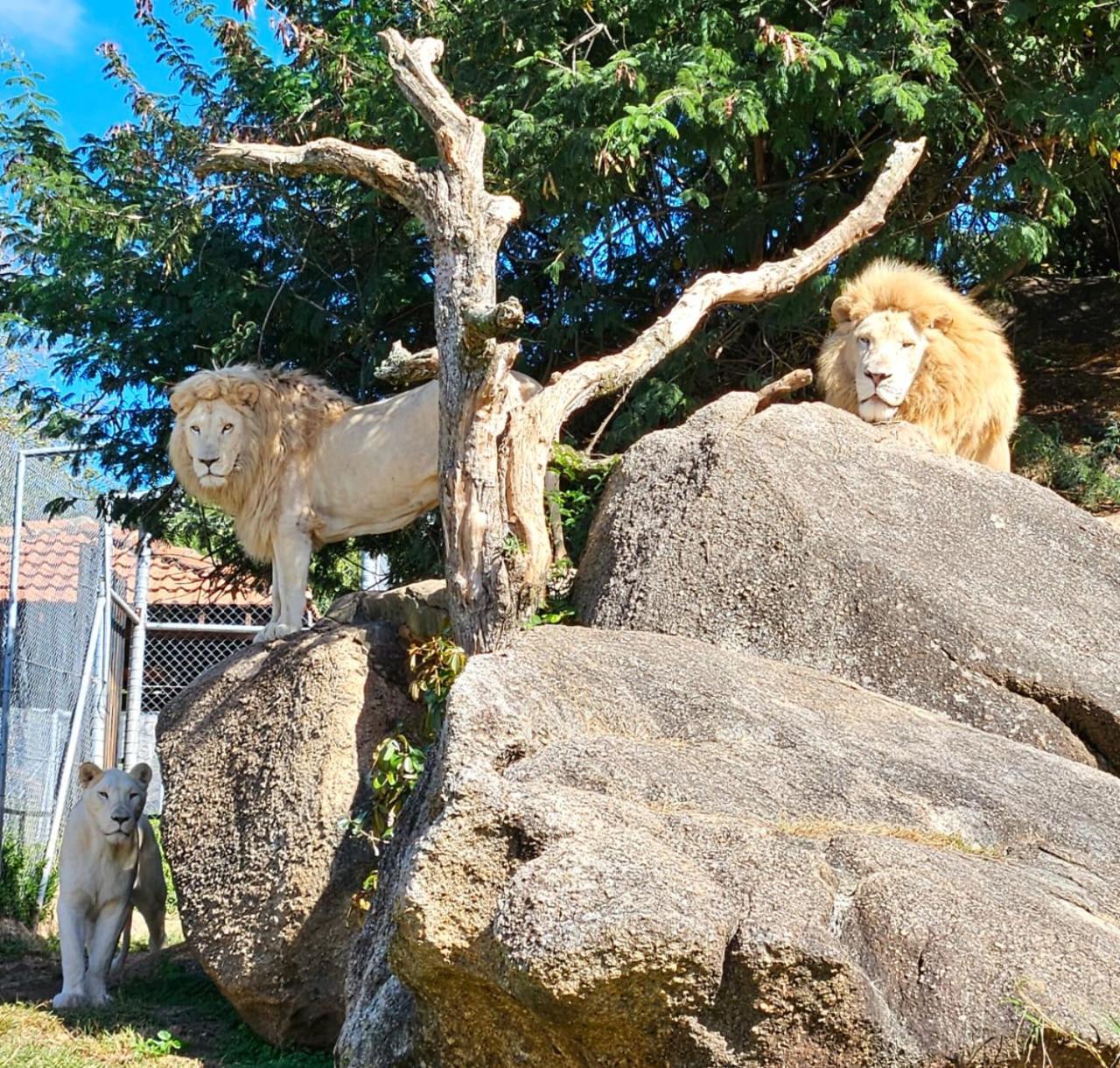 Pumbaa Wildlife Park & Accommodation Mbombela Exterior foto