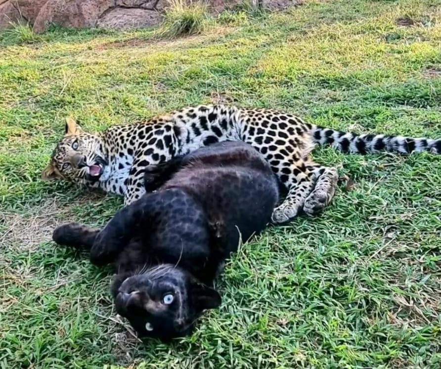 Pumbaa Wildlife Park & Accommodation Mbombela Exterior foto
