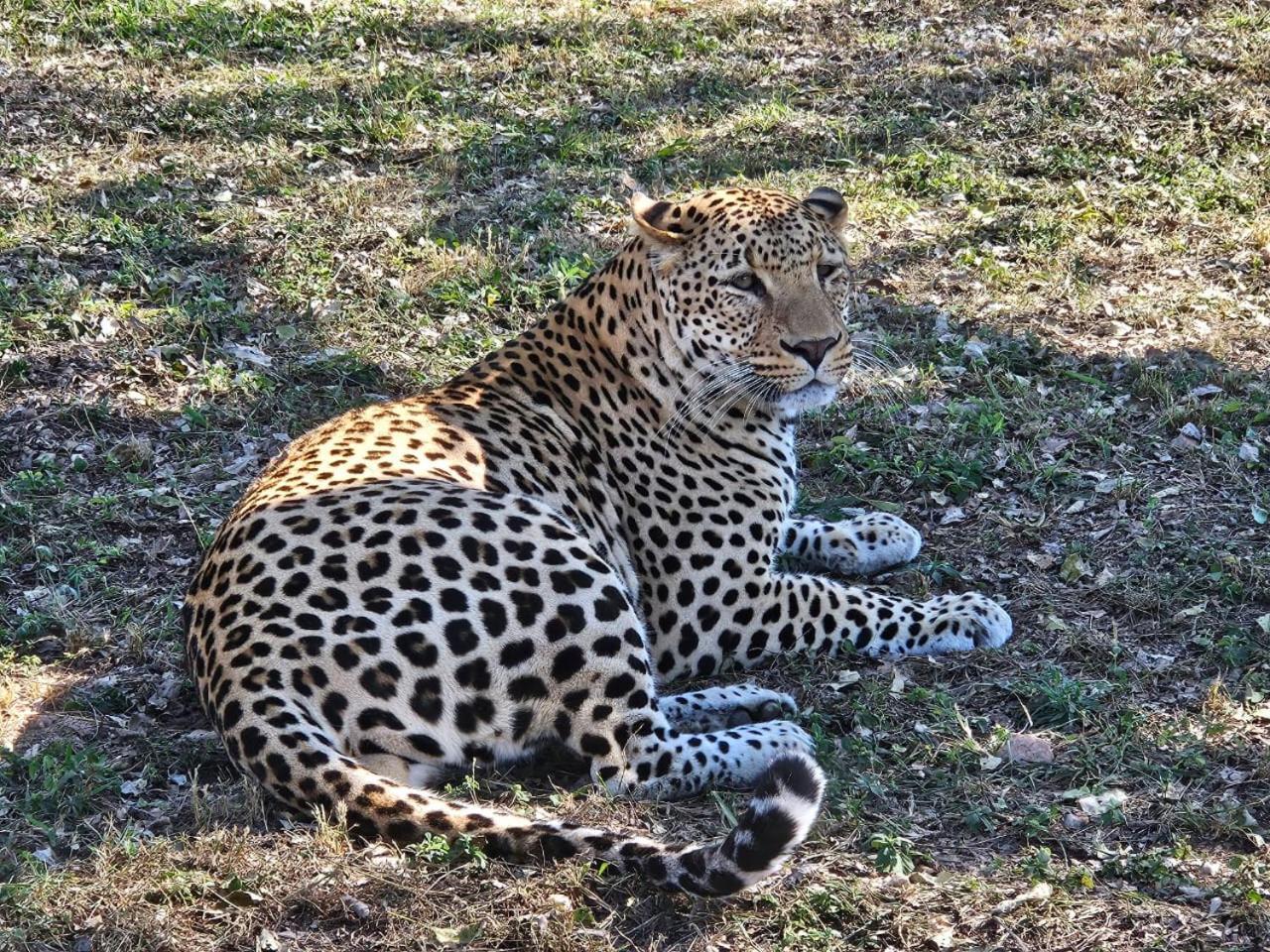 Pumbaa Wildlife Park & Accommodation Mbombela Exterior foto