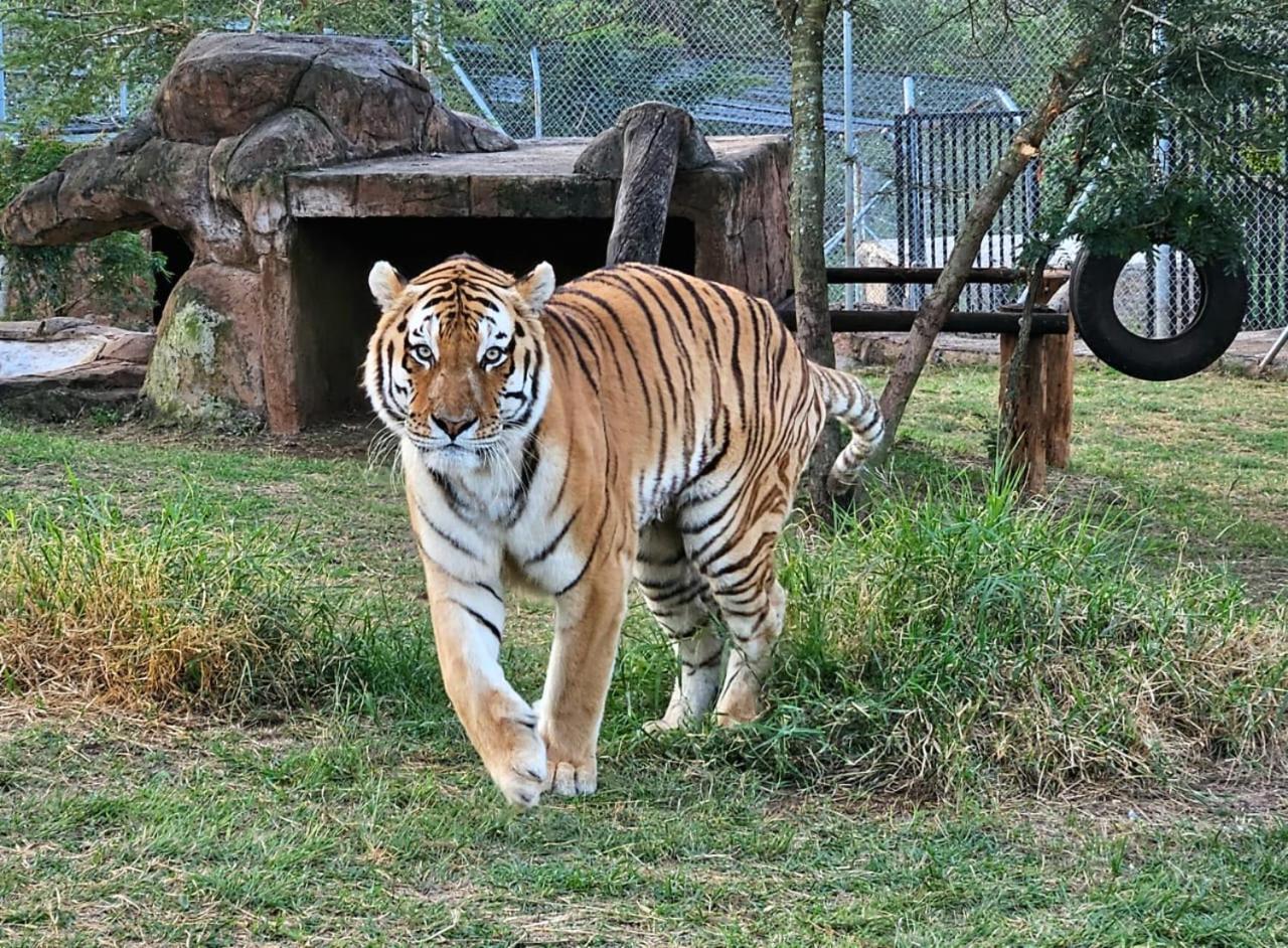 Pumbaa Wildlife Park & Accommodation Mbombela Exterior foto
